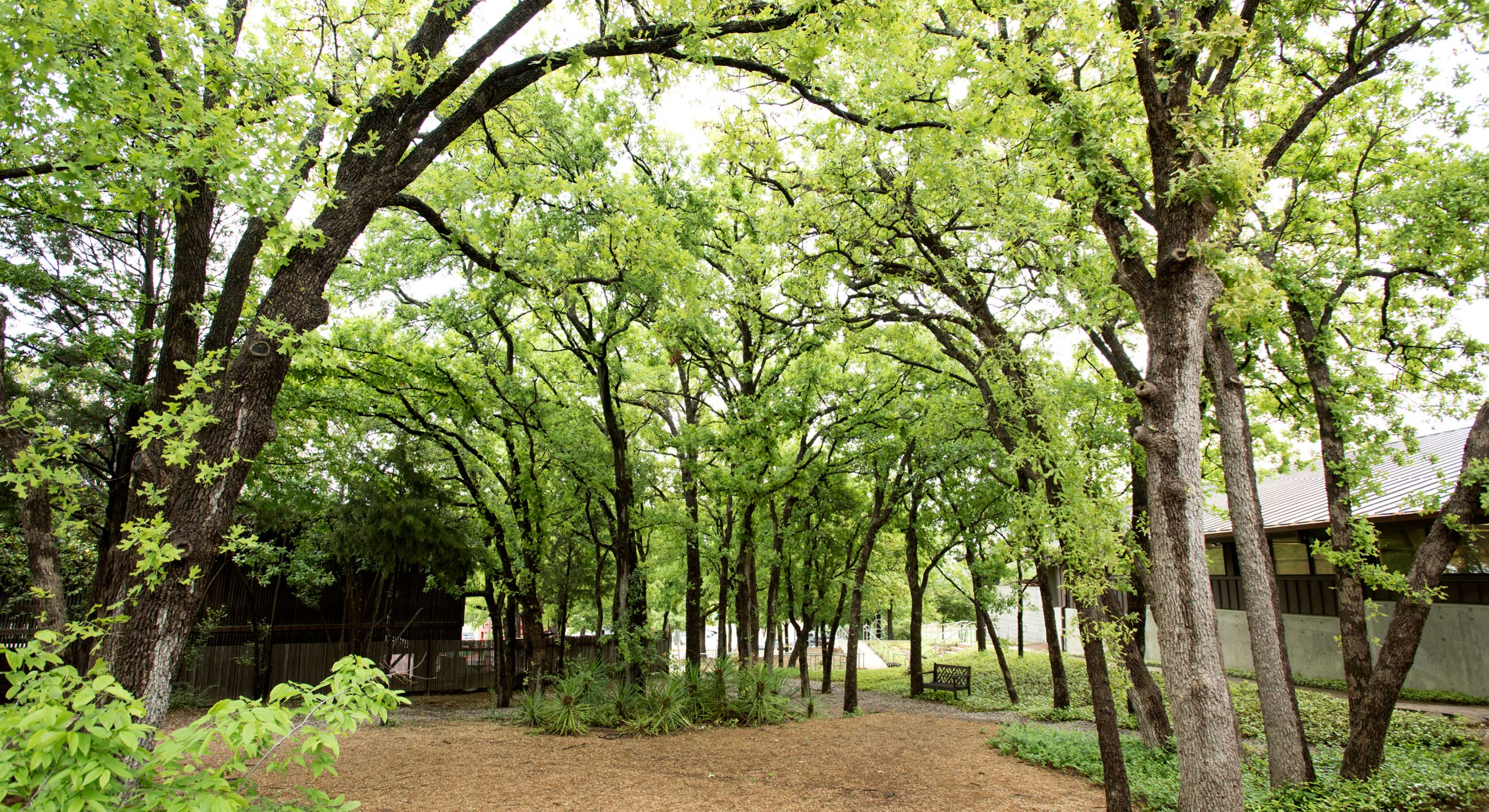 University of Dallas Campus Trees and Path